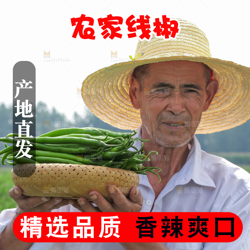 手里拿着现摘线椒