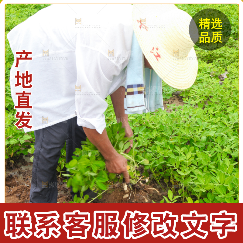 手里拿着现挖花生