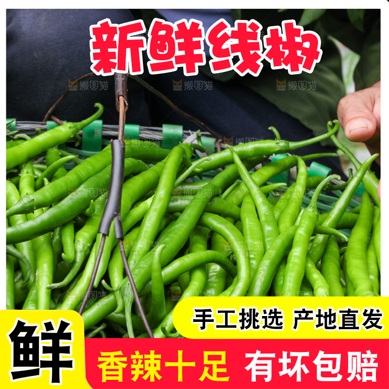 地里现摘的线椒