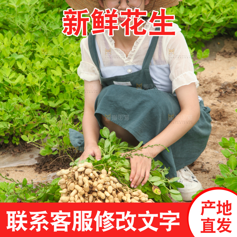 手里拿着现挖花生