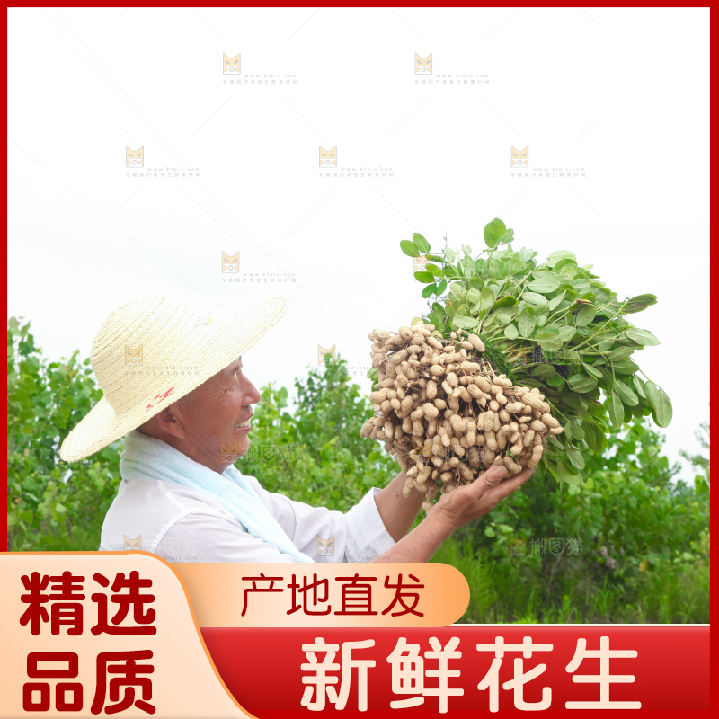 手里拿着现挖花生