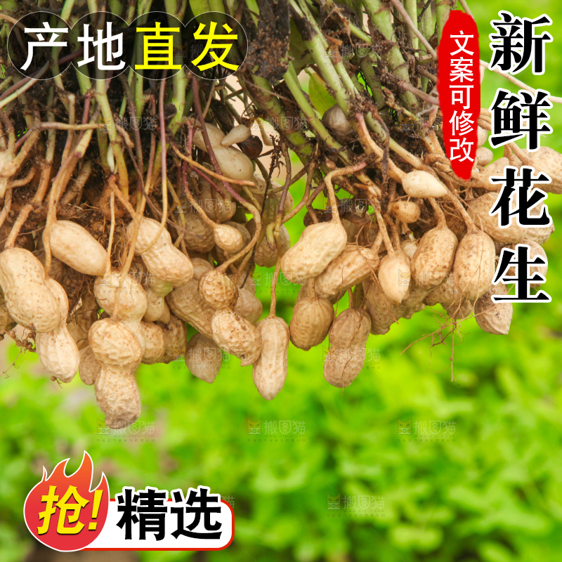 手里拿着现挖花生