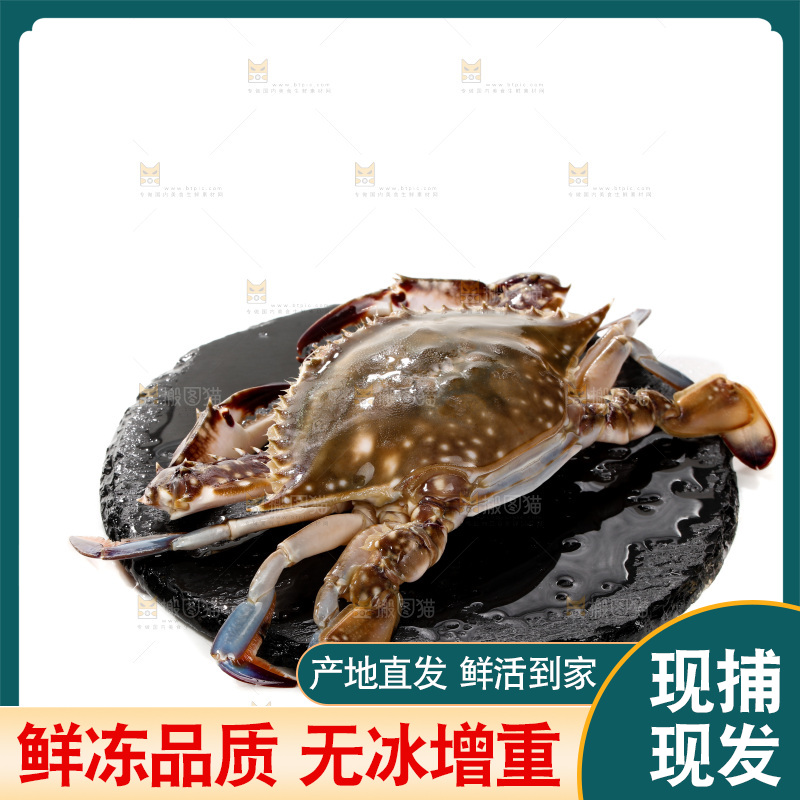 白底上的梭子蟹