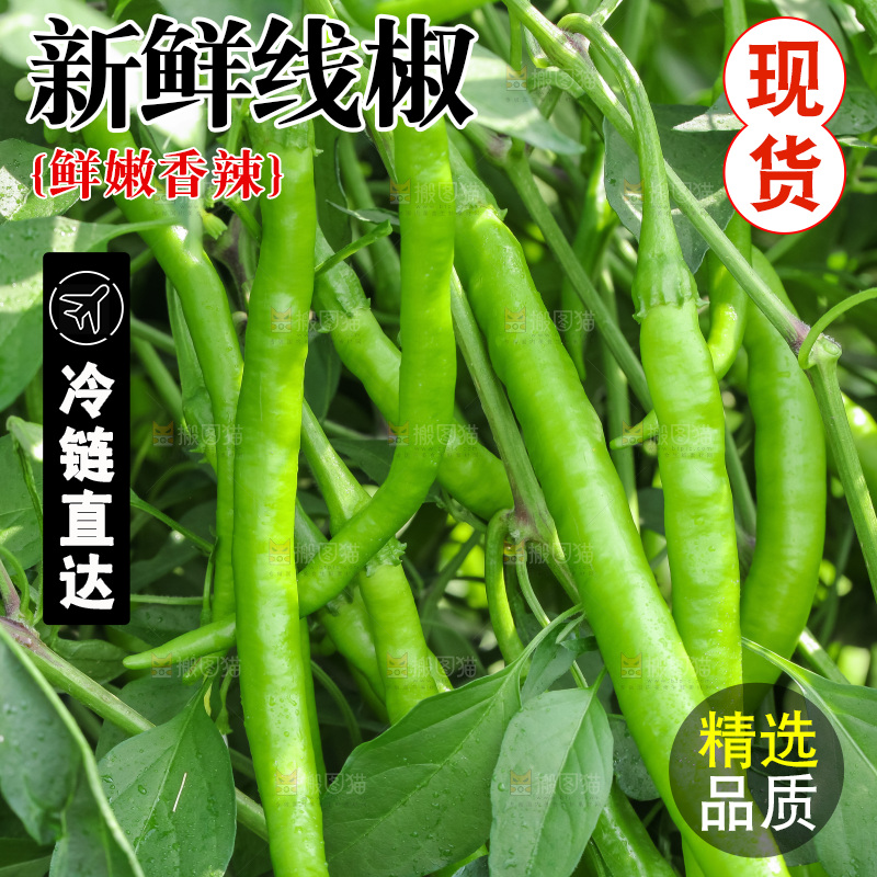 地里现摘的线椒
