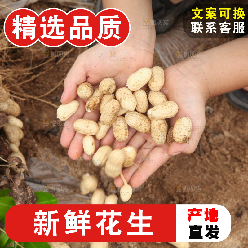 花生地里的新鲜花生
