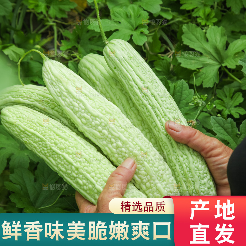 手里拿着新鲜苦瓜