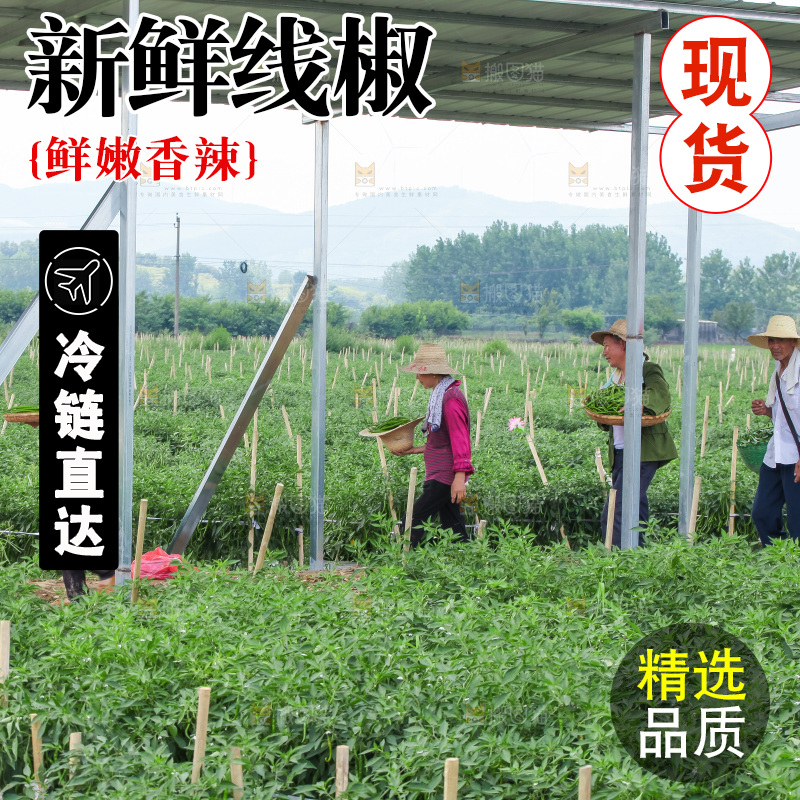 手里拿着现摘线椒