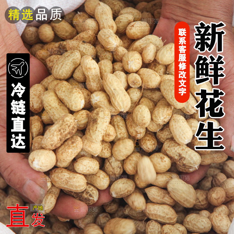 花生地里的新鲜花生