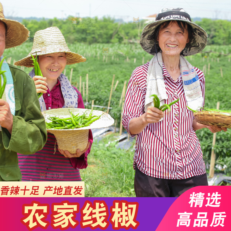 手里拿着现摘线椒