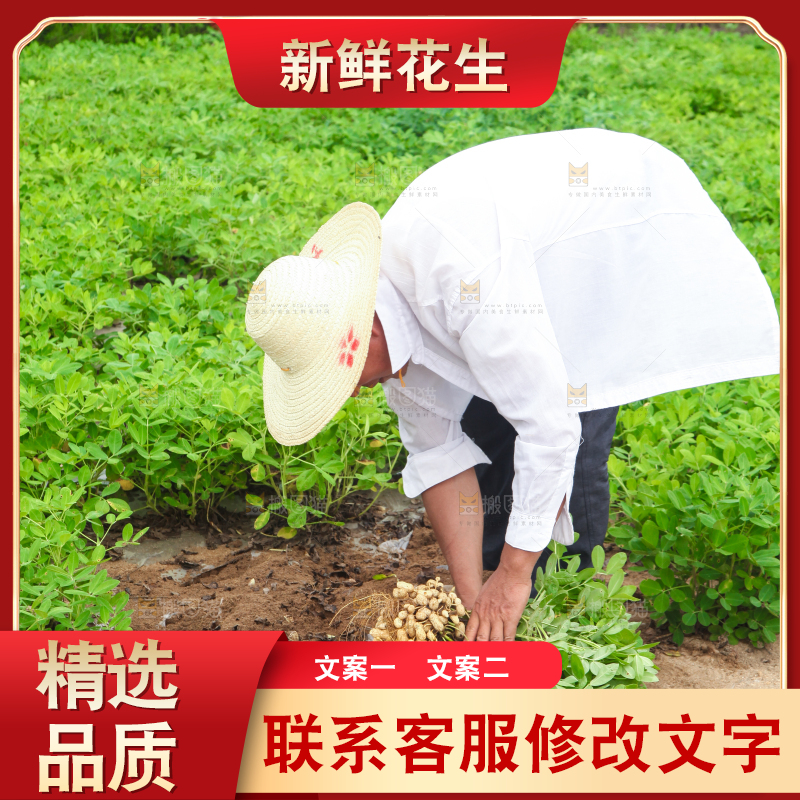 手里拿着现挖花生