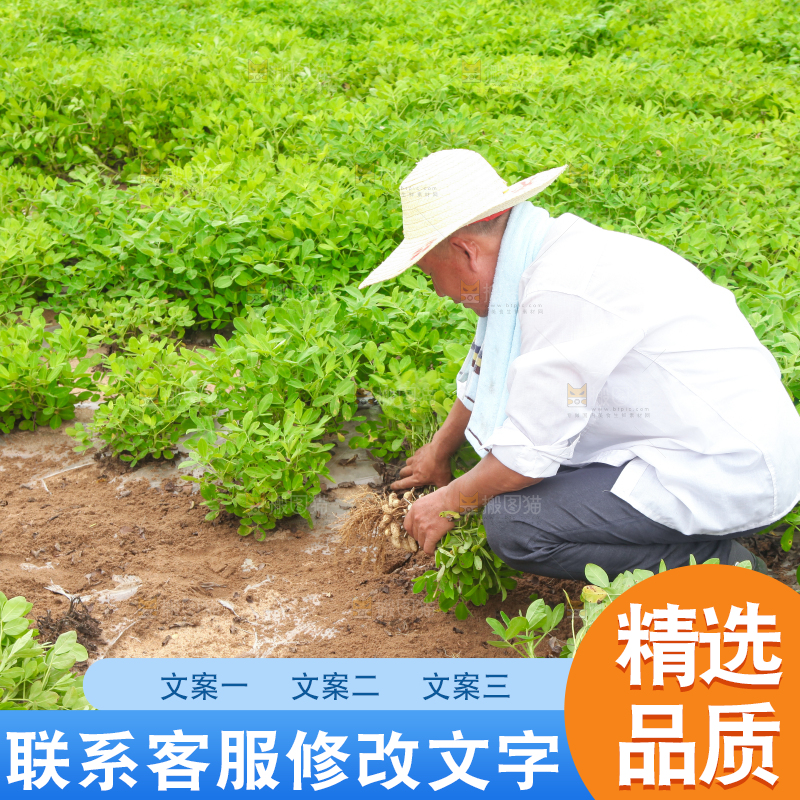 手里拿着现挖花生
