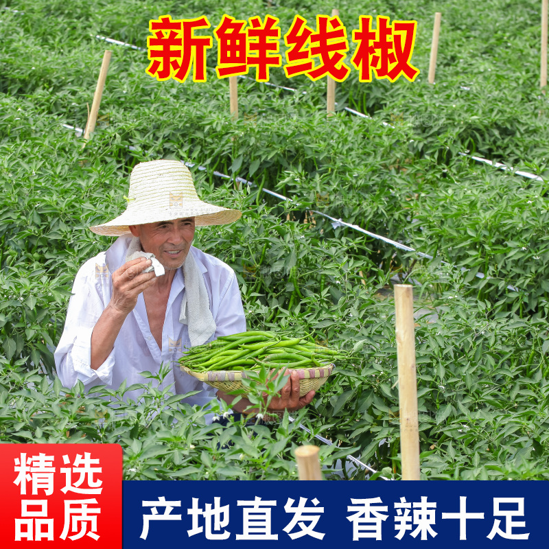 手里拿着现摘线椒