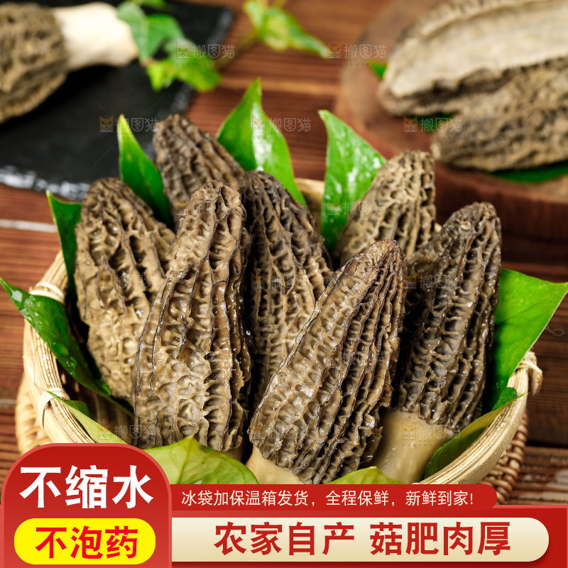 木底上的羊肚菇