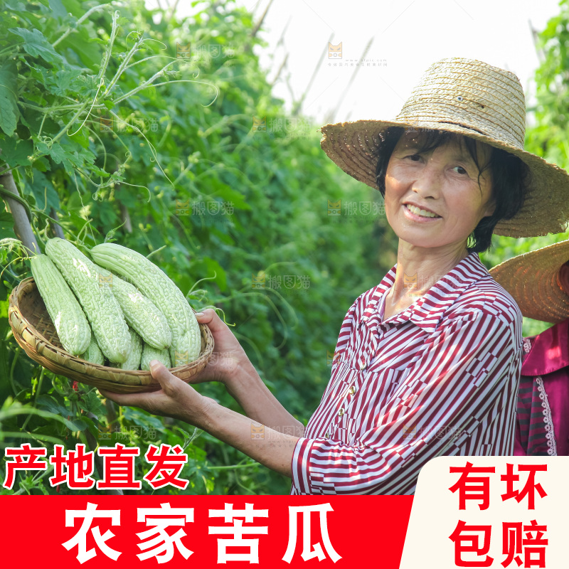 手里拿着新鲜苦瓜