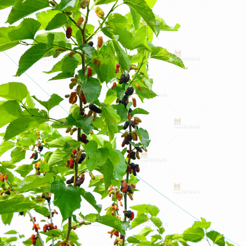 桑葚果树