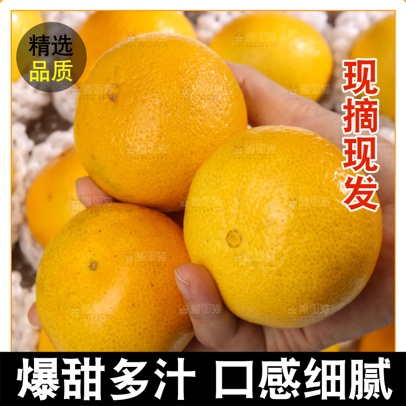 白底上的皇帝柑