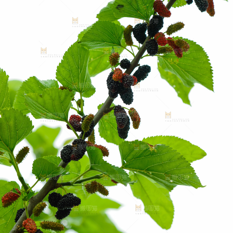 桑葚果树