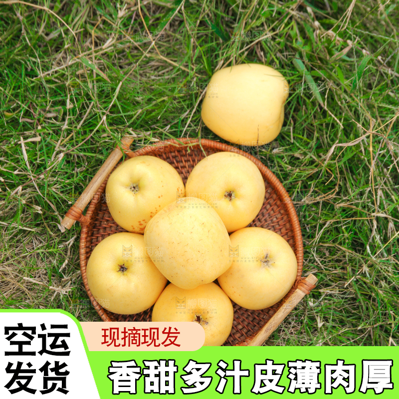 手里拿着维纳斯苹果