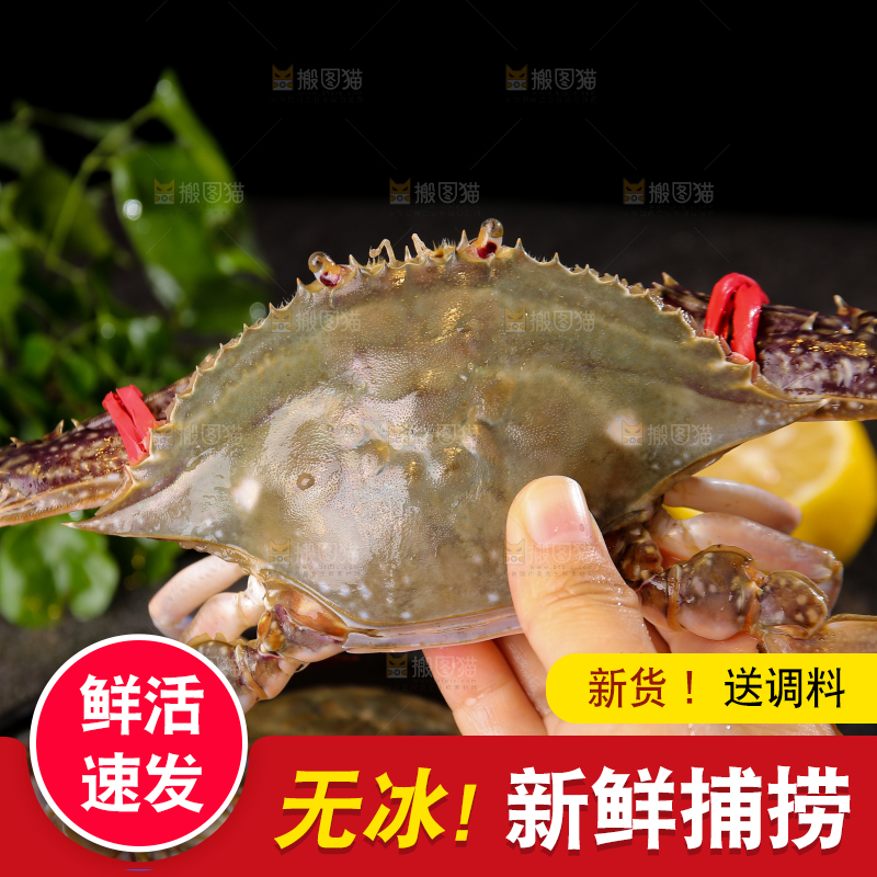 深底上放着梭子蟹