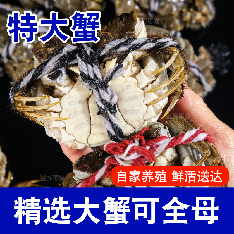 黑底上的鲜活大闸蟹