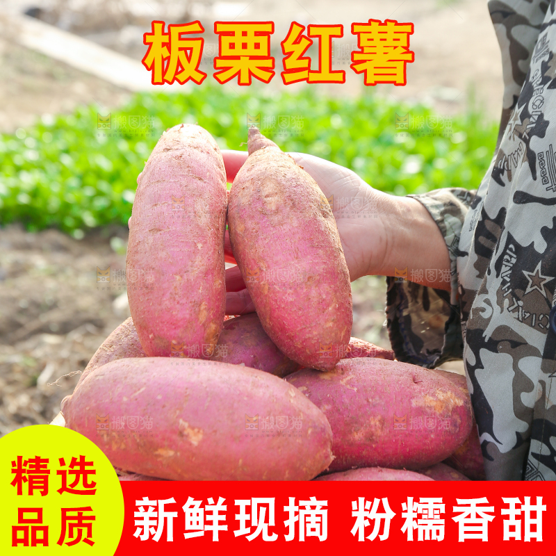 手里拿着黃心板栗薯