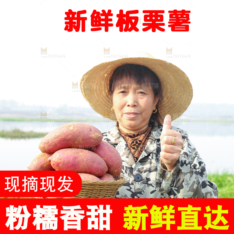 手里拿着黃心板栗薯