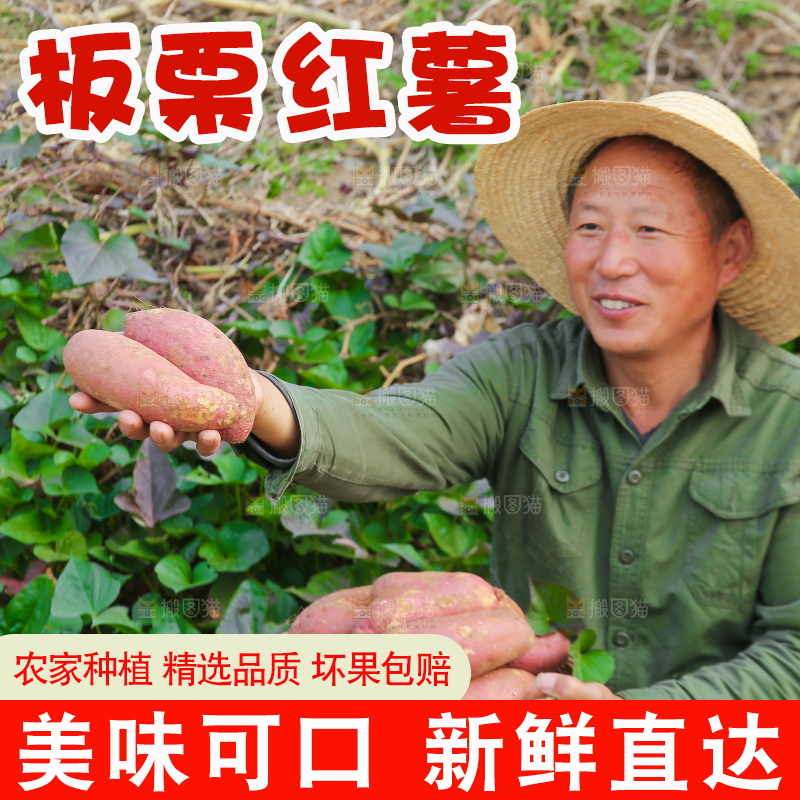 手里拿着黃心板栗薯