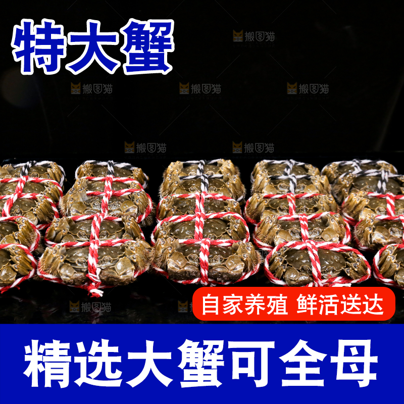 黑底上的鲜活大闸蟹