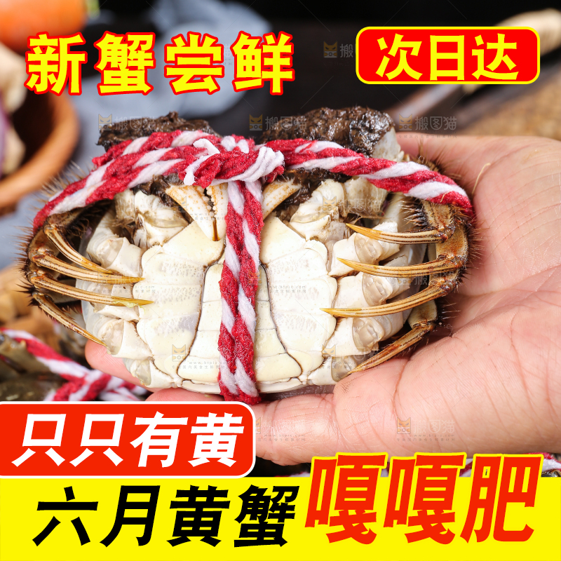 黑底上的鲜活大闸蟹