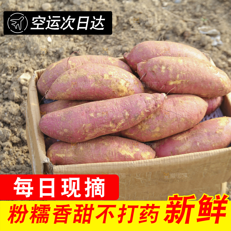 手里拿着黃心板栗薯