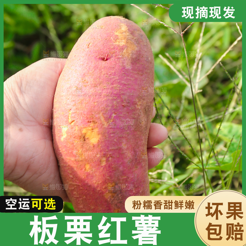 手里拿着黃心板栗薯