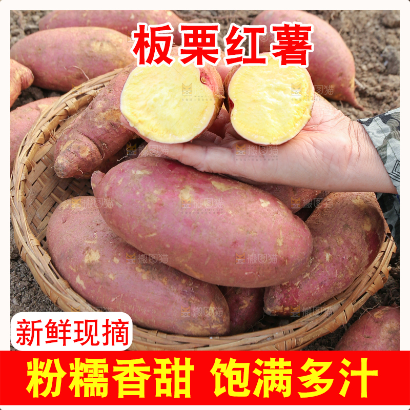 手里拿着黃心板栗薯