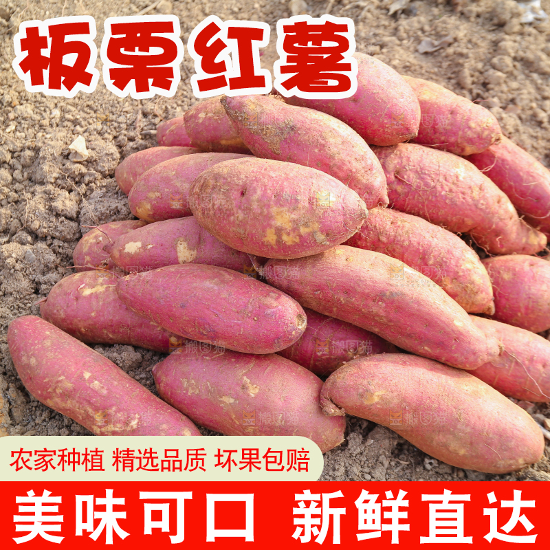 手里拿着黃心板栗薯