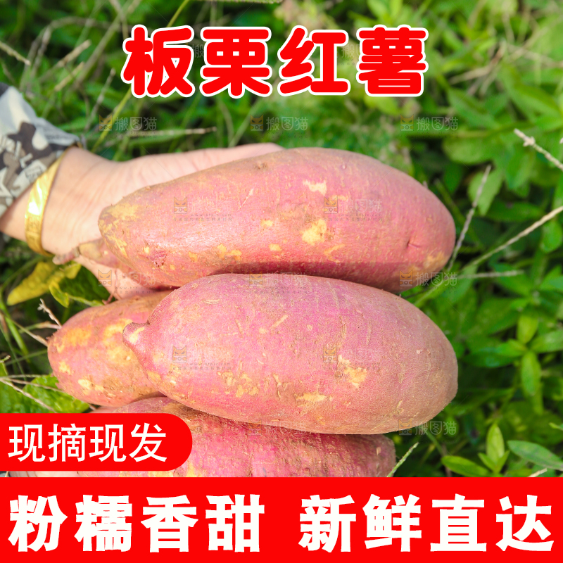 手里拿着黃心板栗薯