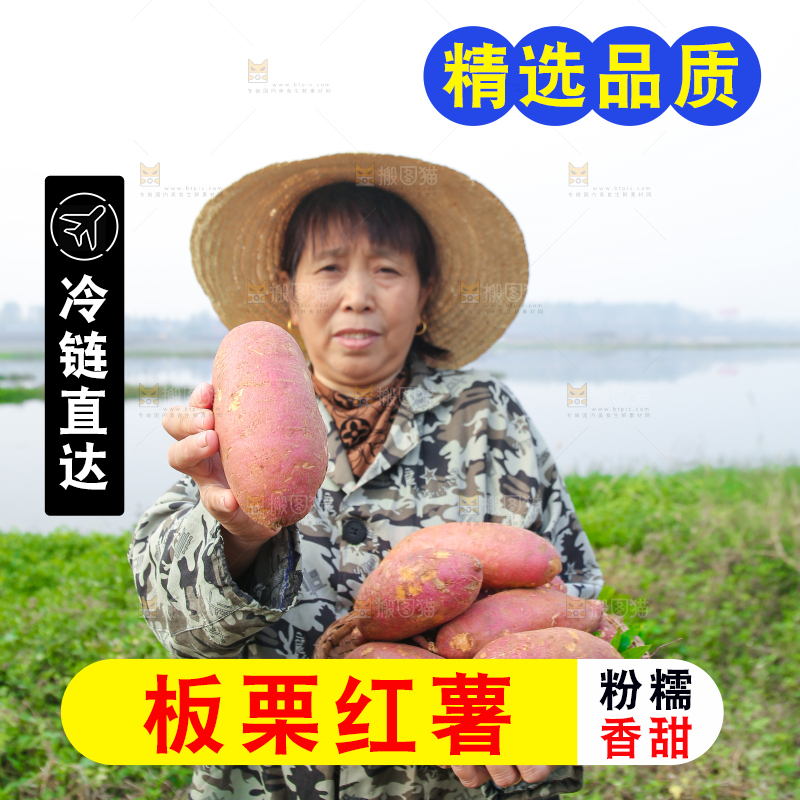 手里拿着黃心板栗薯