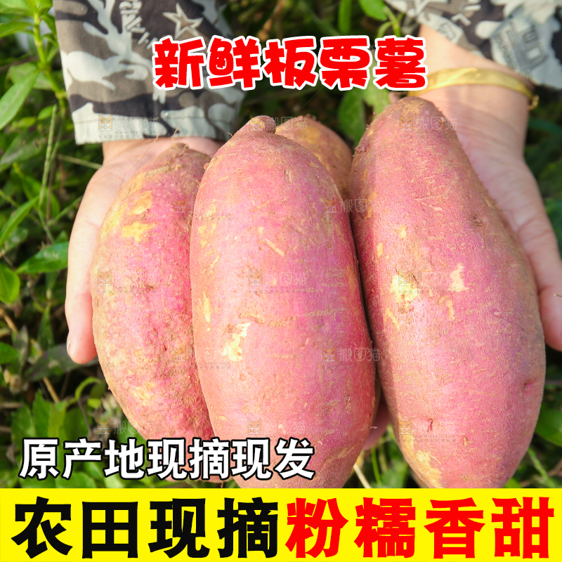 手里拿着黃心板栗薯