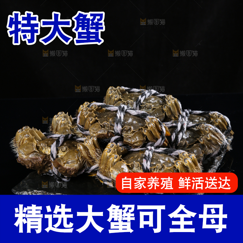 黑底上的鲜活大闸蟹