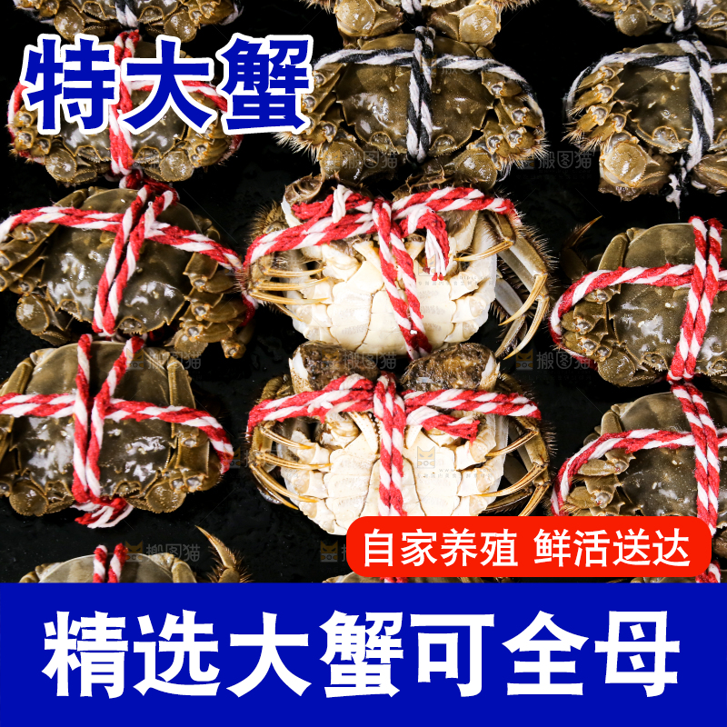 黑底上的鲜活大闸蟹