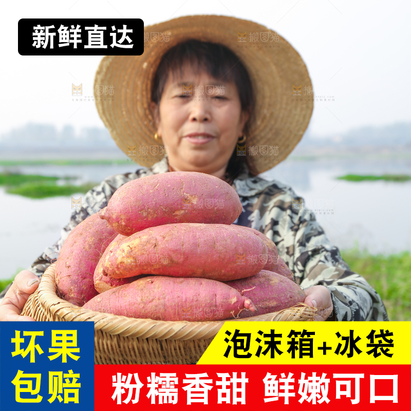 手里拿着黃心板栗薯