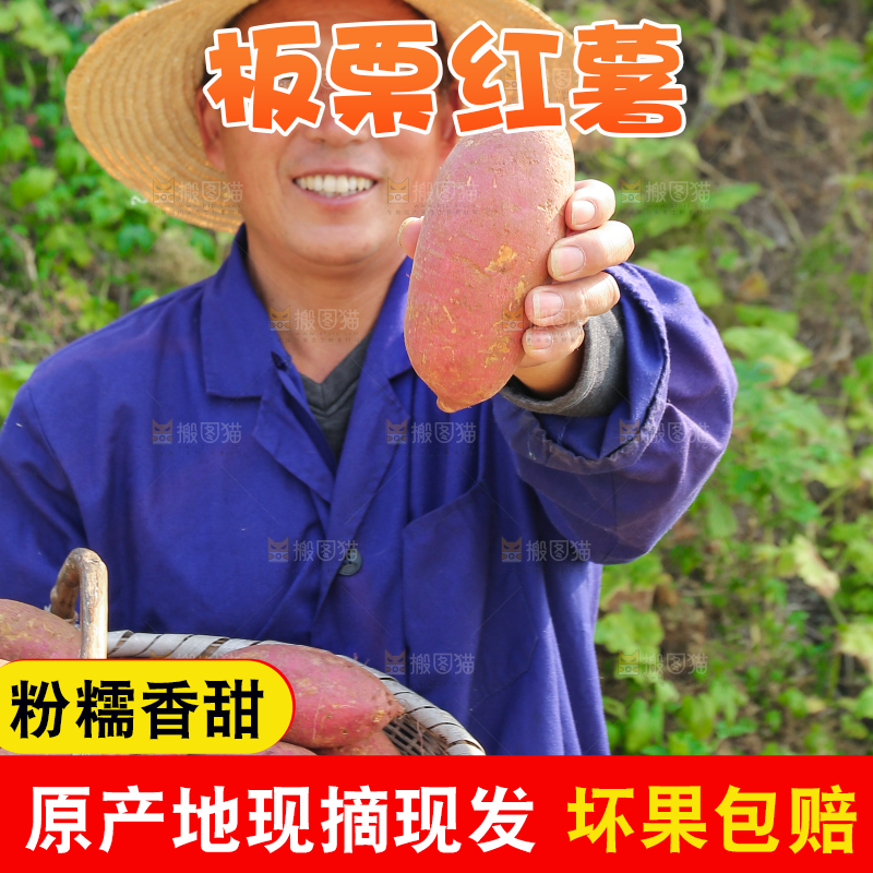 手里拿着黃心板栗薯