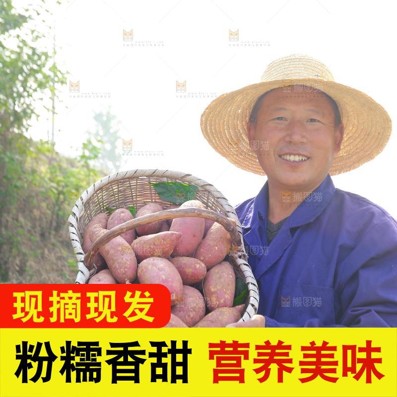 手里拿着黃心板栗薯