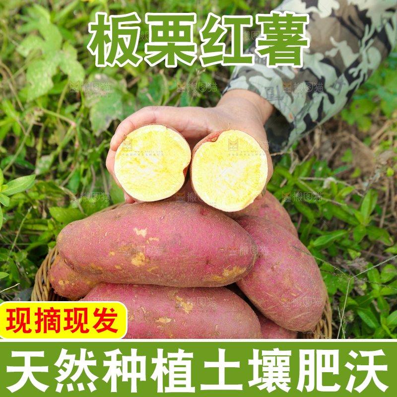 手里拿着黃心板栗薯