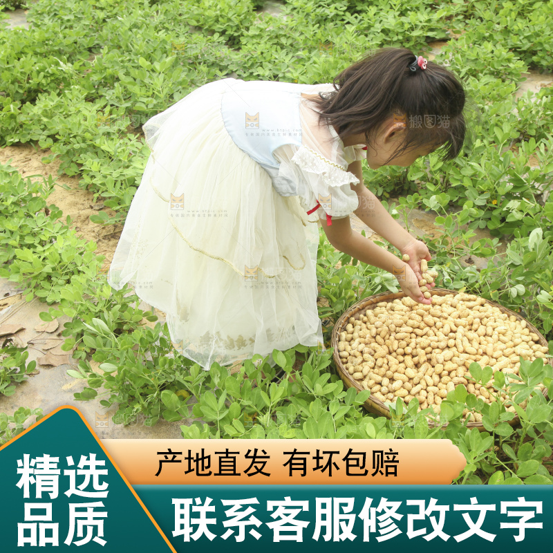 手里拿着现挖花生