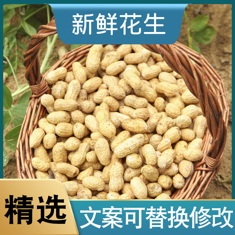 花生地里的新鲜花生