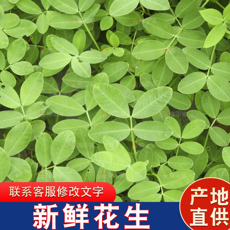 花生地里的新鲜花生