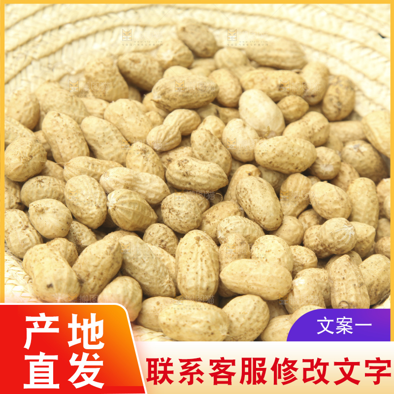 花生地里的新鲜花生