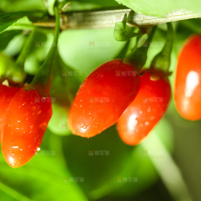 枸杞枝上的枸杞
