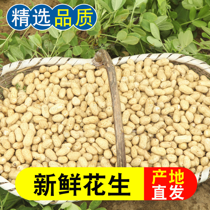 花生地里的新鲜花生