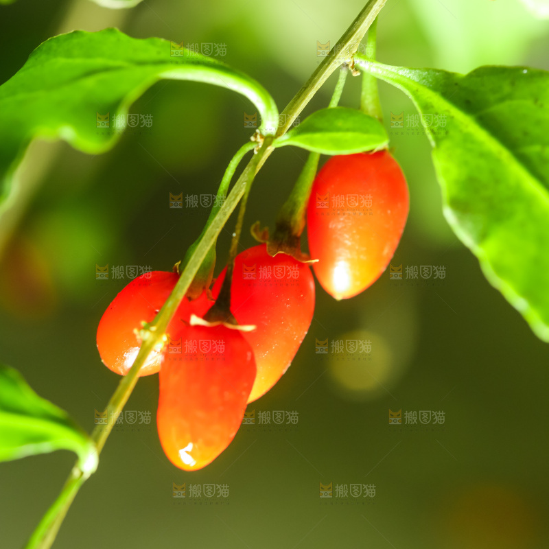 枸杞枝上的枸杞