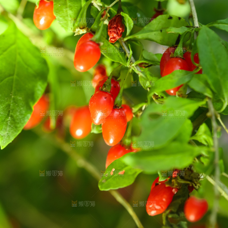 枸杞枝上的枸杞